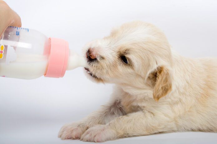 Goat milk can be good for young dogs who have the enzymes needed to process it. However, older dogs may struggle with the lactose.