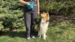 A silicone treat pouch is the best dog treat pouch for owners who use messy or raw treats as it can be easily cleaned.