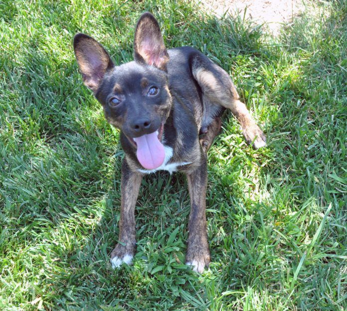 Leroy was a mixed breed dig fostered by Nancy Kerns who has reached the end of his life.