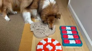 Dog enrichment ideas can include puzzle toys as well as treats and toys.