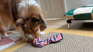 DIY enrichment toys are just one of many ways to enrich a dog's life.