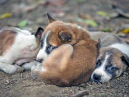 Is There a “Plan B” for Dogs? There is no plan b for dogs currently.