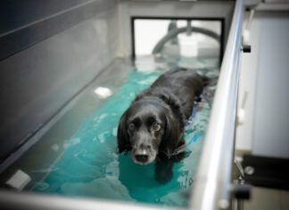 Hydrotherapy for dogs can help them build strength while recovering from injuries or illness.
