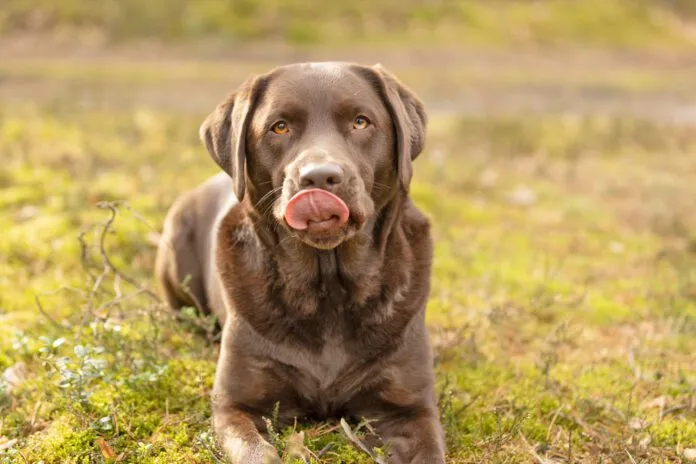 A dogs dry cracked nose can indicate a problem or it might be nothing.