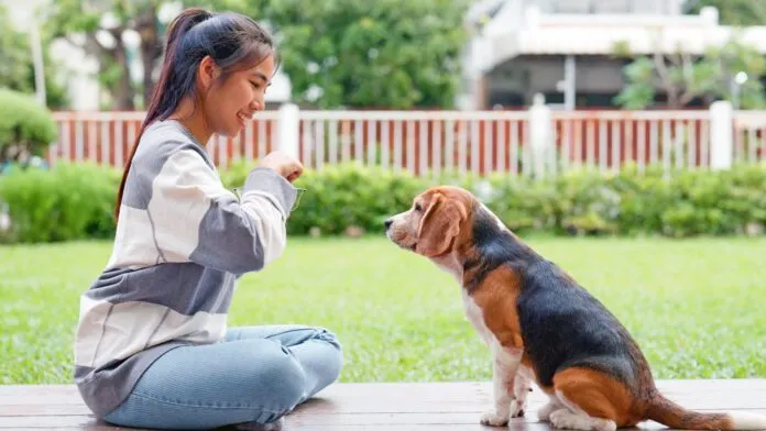 The five golden rules of dog training provide consistent positive reinforcement.