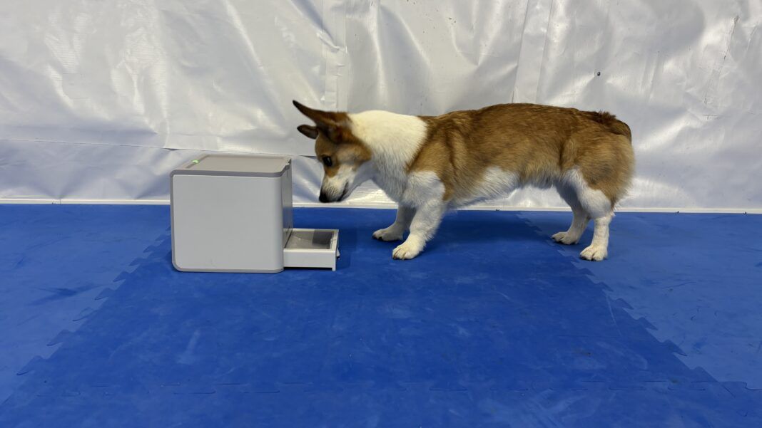 The Best Remote Dog Treat Dispensers and How To Use Them - Whole Dog ...