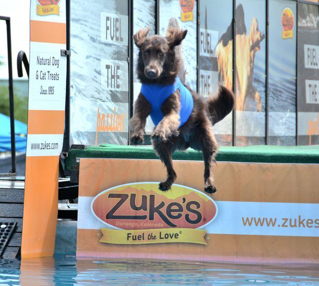 A dock diving dog leaps off the edge of a dock into the water.