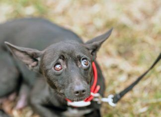 The best anxiety meds for dogs treat specific anxieties with minimal side effects.