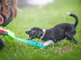 When To Start Training a Puppy Immediately after they arrive home is when to start training a puppy.