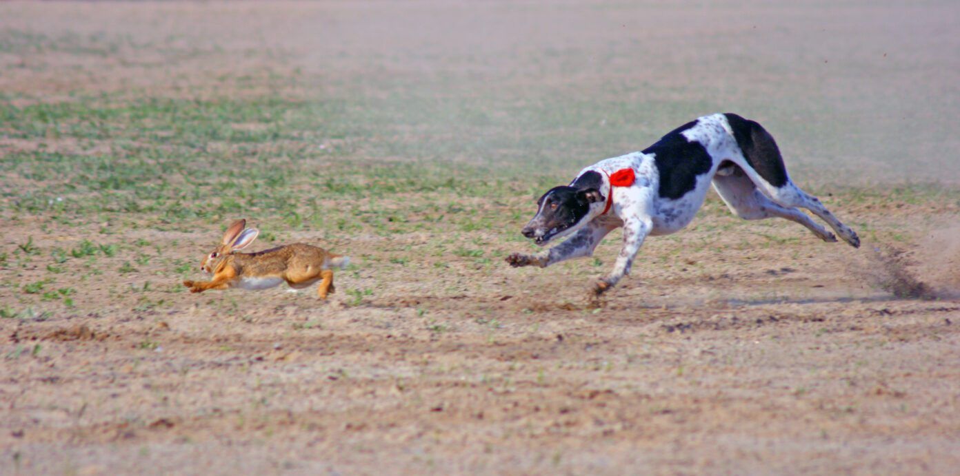 Raw Diet for Dogs: Should You? - Whole Dog Journal