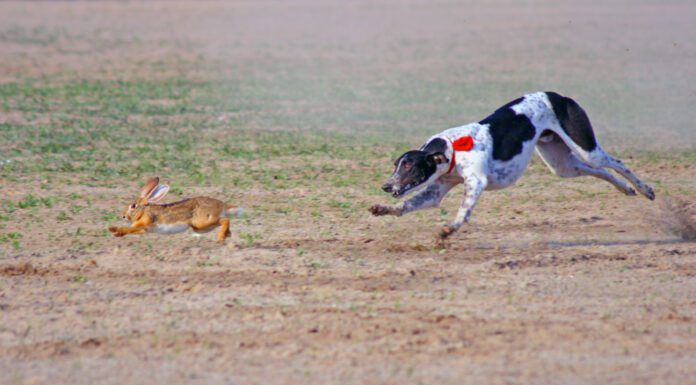 A raw diet for dogs is notionally more nutritious, but it can have risks.