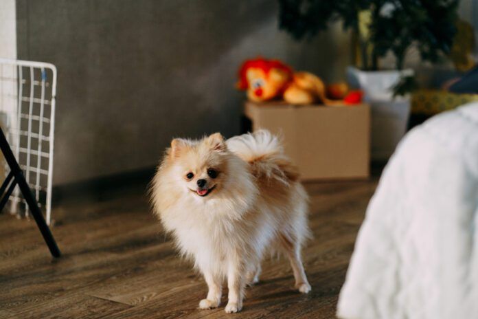 Selegeline for dogs with cognitive dysfunction can help dogs better manage their cognitive decline.
