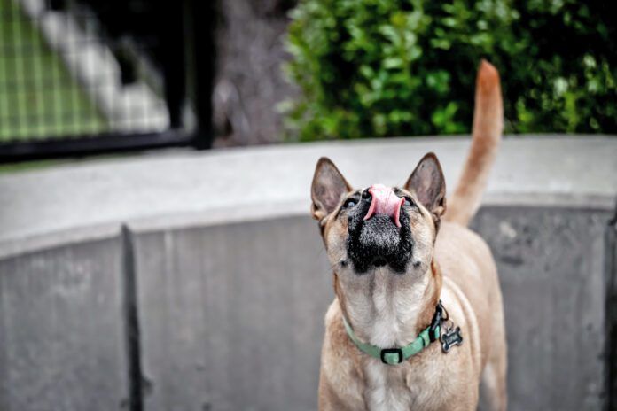 Why is your dog licking the air? The causes could range from an unusual scent to health problems like seizures.