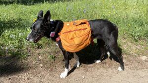 A dog backpack can be a way for your dog to carry snacks, water, and treats.
