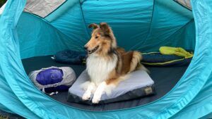 A good dog bed can keep your dog resting comfortably while camping.