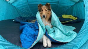 Dog blankets are a great alternative to dog sleeping bags.