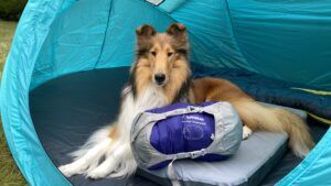 The best dog camping gearing should include convenience features like carry and stuff sacks.