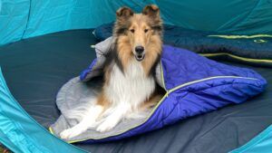 A sleeping bag for your dog is a piece of dog camping gear that will keep your dog warm.