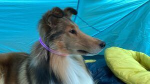 A border collar wearing a collar light around their neck,