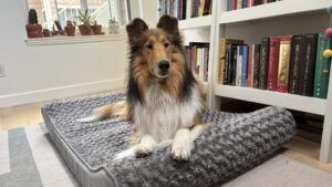 The Luxe lounger is a plush but affordable washable dog bed.