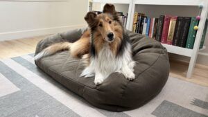 The orvis memory foam couch is one of the best washable dog beds that we reviewed.
