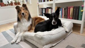 The washable dog bed from EveryYay is a stylish option.