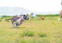 A dog with a sprained leg chasing after a ball.