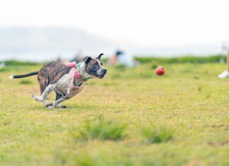 A dog with a sprained leg chasing after a ball.