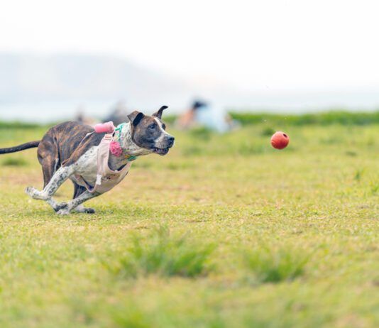 A dog with a sprained leg chasing after a ball.
