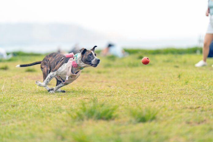 A dog with a sprained leg chasing after a ball.