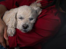 In home euthanasia can provide your pet with a peaceful end of life in the familiar and comfortable surroundings of their home.