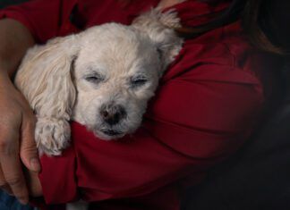 In home euthanasia can provide your pet with a peaceful end of life in the familiar and comfortable surroundings of their home.