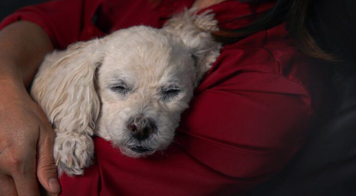 In home euthanasia can provide your pet with a peaceful end of life in the familiar and comfortable surroundings of their home.