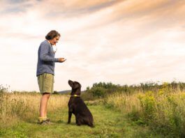 Dog whistles whether they're audible or not can play an important role in teaching your dog training cues.