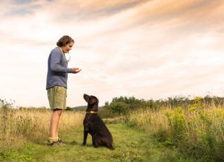 Dog whistles whether they're audible or not can play an important role in teaching your dog training cues.