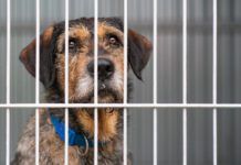 Long term shelter dog behavior can differ from dogs who have never been to a shelter, or only stayed short term.