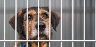 Long term shelter dog behavior can differ from dogs who have never been to a shelter, or only stayed short term.