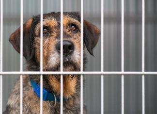 Long term shelter dog behavior can differ from dogs who have never been to a shelter, or only stayed short term.