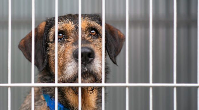 Long term shelter dog behavior can differ from dogs who have never been to a shelter, or only stayed short term.