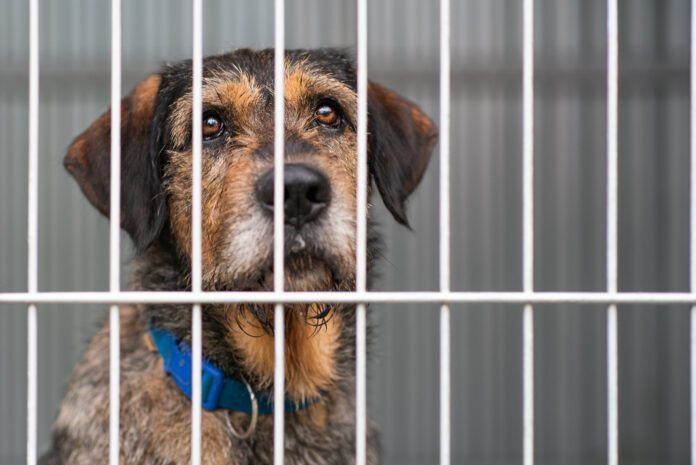 Long term shelter dog behavior can differ from dogs who have never been to a shelter, or only stayed short term.