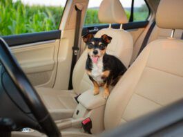 Everyone loves a floofy dog, but getting the dog hair out of a car can be a challenge.