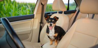 Everyone loves a floofy dog, but getting the dog hair out of a car can be a challenge.
