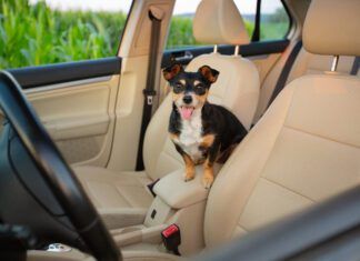 Everyone loves a floofy dog, but getting the dog hair out of a car can be a challenge.