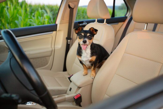 Everyone loves a floofy dog, but getting the dog hair out of a car can be a challenge.