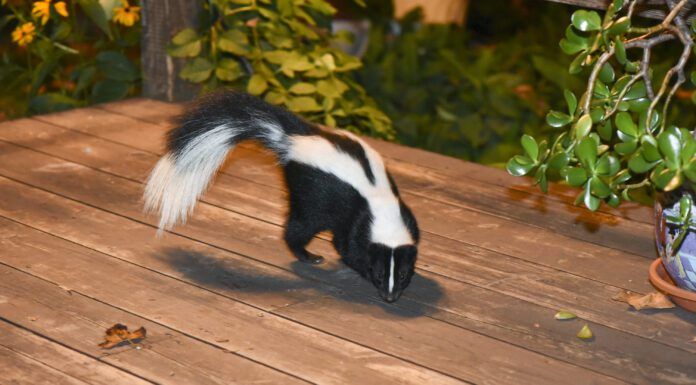 When your dog is sprayed by a skunk there are some steps you need to take to mitigate the smell and the risk of injury to your dog.