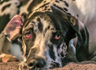 Horner's syndromes in dog's causes changes in one or both eyes.
