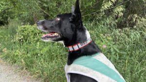 The Orvis personalized collar allows you to add vital details to the collar.