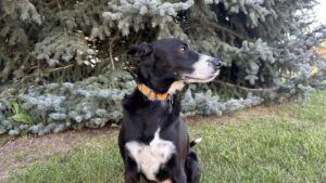Reflective dog collars can also be stylish.