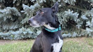 The Islander reflective dog collar is soft and flexible while still being easy to see in the dark.