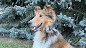 Waterproof reflective dog collars can transition seamlessly from swimming to evening hour fun around a campsite.